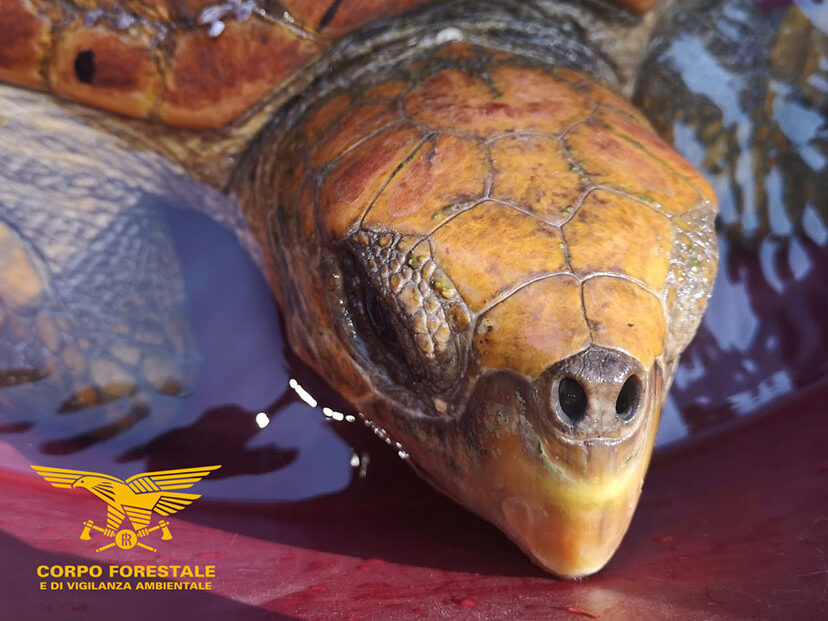 caretta_caretta margine_rosso